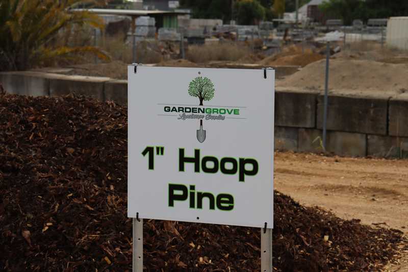 Hoop Pine 1